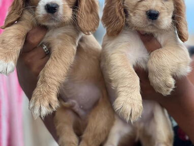 Hermosos cachorros de Coker Spaniel machos desparasitados - Img main-image