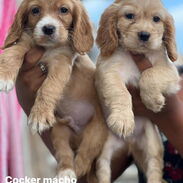 Hermosos cachorros de Coker Spaniel machos desparasitados - Img 45294212