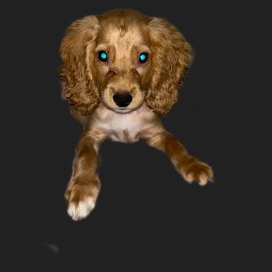Venta de coker spaniel contactar con 55000733 - 2/4