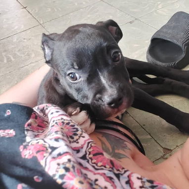 PITBULL,macho,en 120 USD o equivalente,TENGO MENSAJERÍA,tiene 83 días Y ESTÁ VACUNADO y desparacitado - 5/9