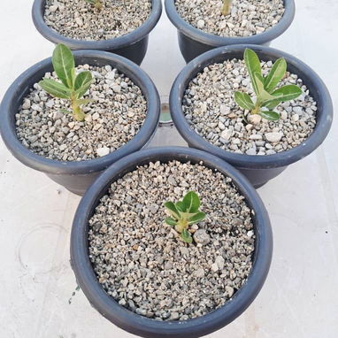 Vendo adenium. - Img 121357150