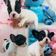 🐾Hermosos Bulldogs🐄Francés🇫🇷ambos sexos, excelente genética🧬 🗒️todas sus desparasitaciones al dia💉,histori - Img 55552816