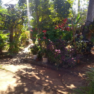 Casa con finquita y árboles frutales - Img 125469915