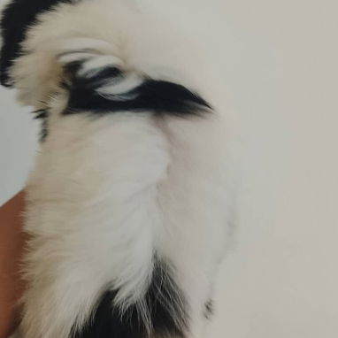SHIH TZU,macho,en 250 USD o equivalente,TENGO MENSAJERÍA,tiene 60 días,se entrega con historia clínica y desparacitado - Img 126230999