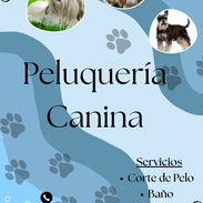 Estilista canino en alamar Habana del este - Img 55993571