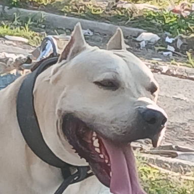 Cachorros pitbull - Img 126263331