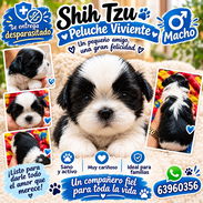 Hermoso cachorro macho Shih-tzu - Img 58068988