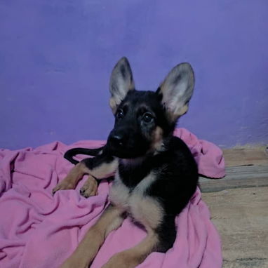 🐾 PASTOR ALEMAN HEMBRA DISPONIBLE BETTY MASCOTAS WHATSAPP 52506841 🐾 - Img 125036783