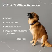 Veterinario a domicilio - Img 50572776