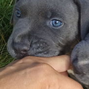 Cachorros pitbull XL azules 💙 d 46 días - Img 56334434