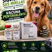 Vacuna Pentabalente a domicilio. Veterinario hasta su hogar - Img 57720617