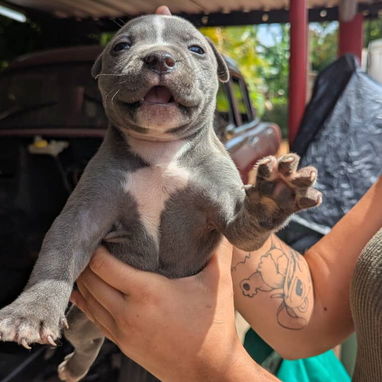 Todo lo que buscas en mascotas está aquí pitbull, Chihuahua, shitzu, labradora, Rottweiler, salchicha 53818081 - Img 125896914
