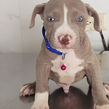 Variedad de razas disponibles pitbull, Chihuahua, shitzu, bulldog francés,pastor Alemán llamar al 53818081 - Img 122479620