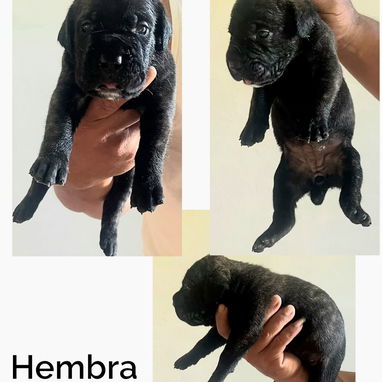 CACHORROS CANE CORSO CON PEDEGREE - 4/10