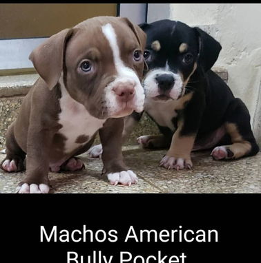 AMÉRICAN BULLY Pocket,hembras en 650 y machos en 600 USD,de 50 días,desparacitado,TENGO MENSAJERÍA,con contrato y collar - Img 98923508