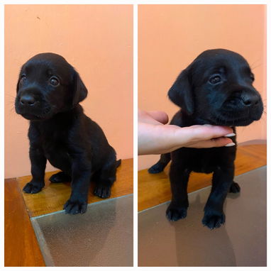 Labradores - Img 125245716