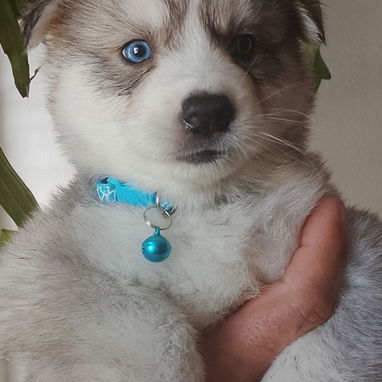 Vendo huskys siberianos 100 usd - 5/8