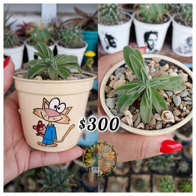 Cactus y suculentas en macetas decoradas a mano - 8/10