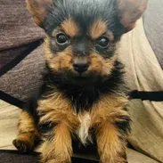 YORKY,macho,en 250 USD o equivalente(ACEPTO TRANSFERENCIA)TENGO MENSAJERÍA,tiene 80 días y está desparacitado. - Img 55261022