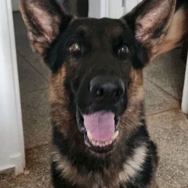 En venta cachorros machos de pastor alemán - 5/5