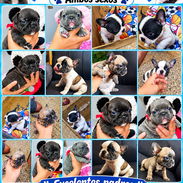 🐶💙 ¡BULLDOG FRANCÉS, CHATICOS ENCANTADORES! WHATSAPP 58746643 💙🐶 - Img 58195461