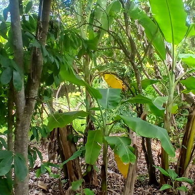 Venta de finca en cojimar 4800 m² - 7/10