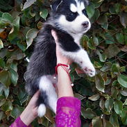 Cachorras Husky siberiano - Img 55583170