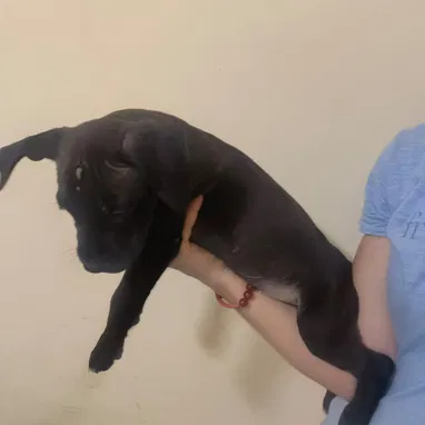 Cachorros de pitbull - Img 117565764