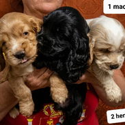 COKER SPANIEL,ambos sexos,en 170 USD o equivalente(ACEPTO TRANSFERENCIA)TENGO MENSAJERÍA,tienen 40 días y desparacitados - Img 55648183