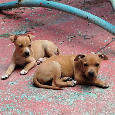 Cachorros de pitbull de 58 días desparasitados. - 3/3
