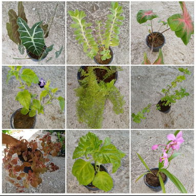 Plantas naturales - 2/2