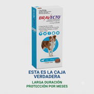 Bravecto - Img 56419286