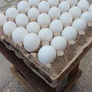 Huevos - Img 58292380