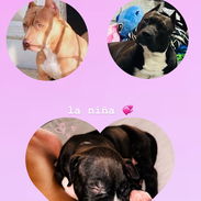 Cachorra pitbull 💕 - Img 56204828