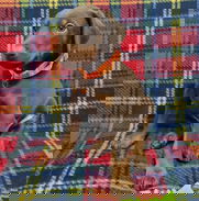 💜 🐾 Dóberman, cachorros de ambos sexos en venta   BETTY MASCOTAS 🐾 💜 - Img 48640791