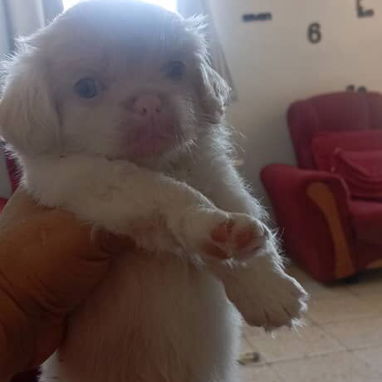 Cachorros.pequine.pitbull.pastor aleman.pastor belga malinoe.cocker.yorky.pomerania.husky.labrador.golden retrive.boxer. - Img 125285697