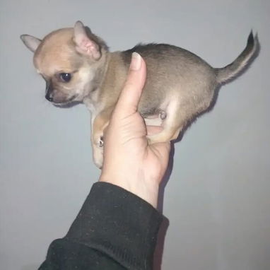 Chihuahuas .pequines.cocker.pitbull.pastores alemanes. Chow chow.ect todo tipo de perros pura razas - Img 114056551