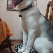 Husky siberiano macho 7 meses en venta toda la información abajo por favor solo verdaderos interesados - Img 55647944