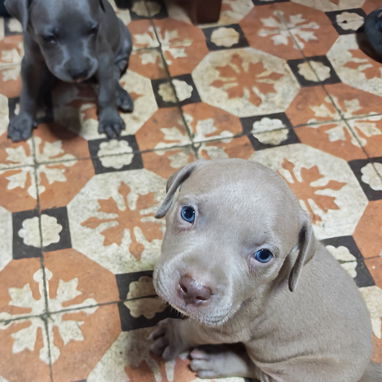 Perros Pitbull Qdan 3 Hembras y 1 Macho,1 Mes de Nacidos ya Están Vacunados Certificados...Centro Habana,Infanta y San J - 4/5