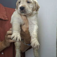 Cachorros Golden retriver - Img 55841133