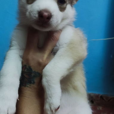 Husky Siberianos - Img 125633353