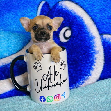 🐾Hermosos Chihuahuitas🍏de los más pequeñitos ambos sexos🌸💙🤏🏻🎁🐶excelente genética🧬 🗒️todas sus desparasitacione - Img 125321090