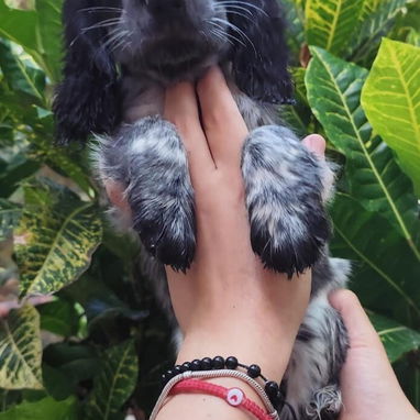 Hermosos Cocker Spaniel 😍 - 3/4