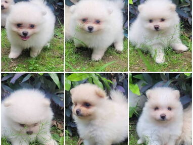 <<< Pomeranias cachorros de ambos sexos  en venta. 52506841 76930613 BETTY MASCOTAS >>> - Img main-image