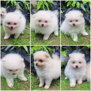 <<< Pomeranias cachorros de ambos sexos  en venta. 52506841 76930613 BETTY MASCOTAS >>> - Img 44960960