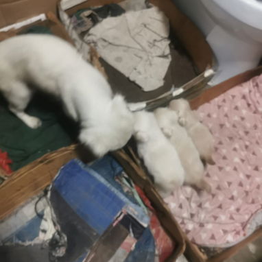 Pekines ambos sexos albinos - Img 115350835