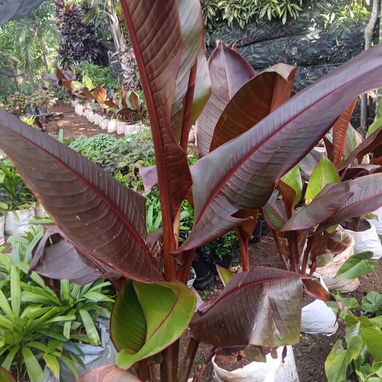 Servicio de jardinería 👩🏼‍🌾 - Img 124479236