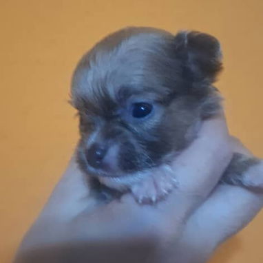 Chihuahuas - Img 121539780