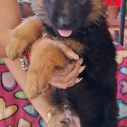 😍 HERMOSOS CACHORROS PASTOR ALEMÁN 😍 - Img 56379051