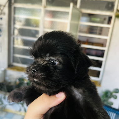 Cachorros de shitzu machos - 5/5